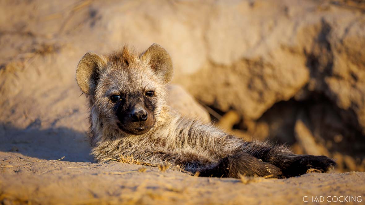 Young hyena cub resting near the entrance of its den in golden light.