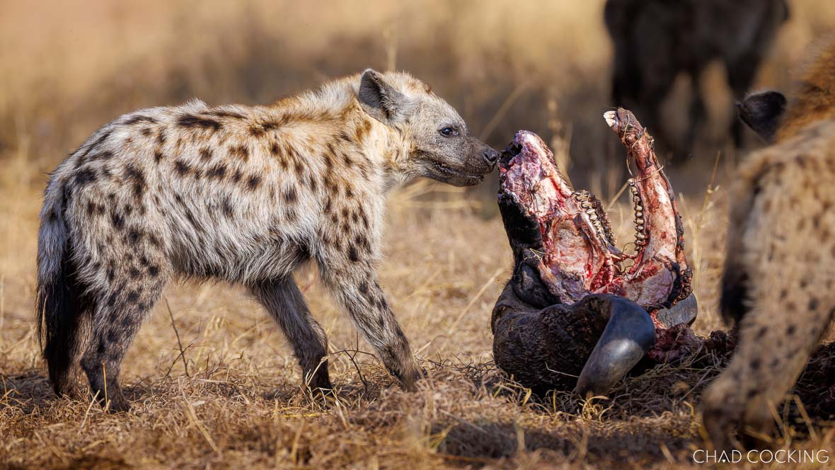 Spotted hyena feeding on buffalo skull remains in dry grassland.