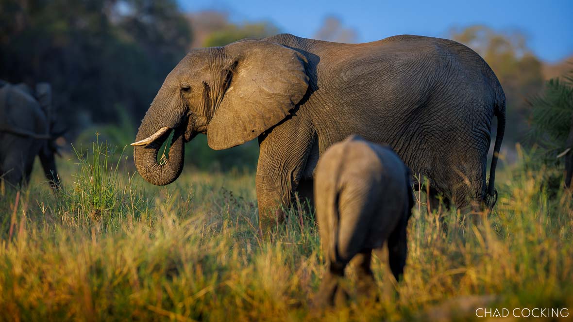African elephant feeding in lush green grass at Tanda Tula, Timbavati