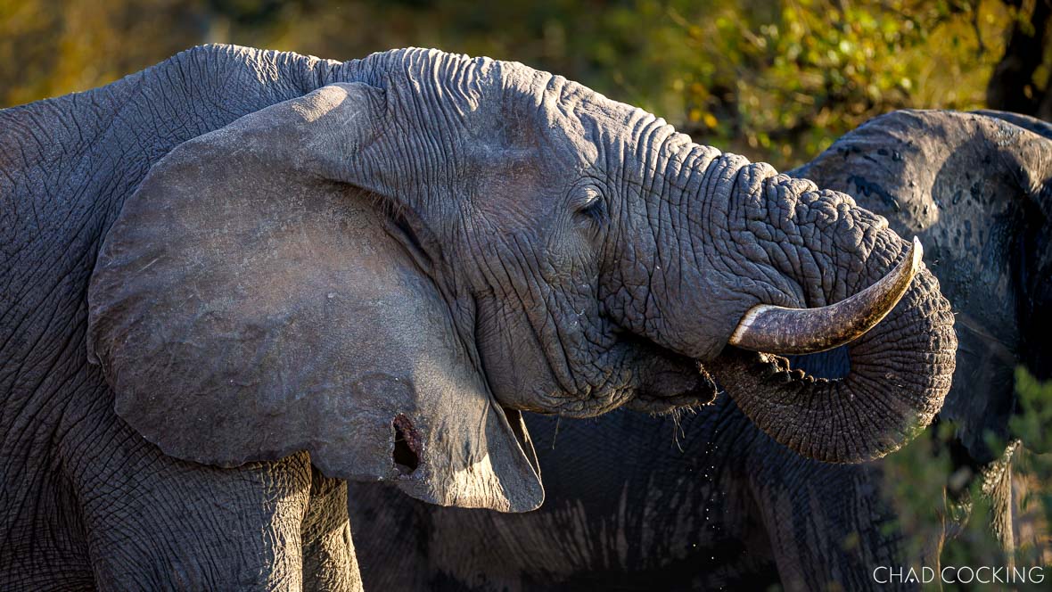 Close-up of African elephant drinking at waterhole in Timbavati