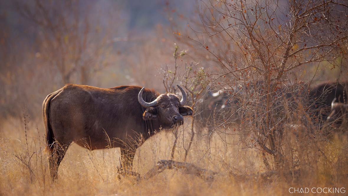African buffalo bull standing in dry woodland near Tanda Tula waterhole