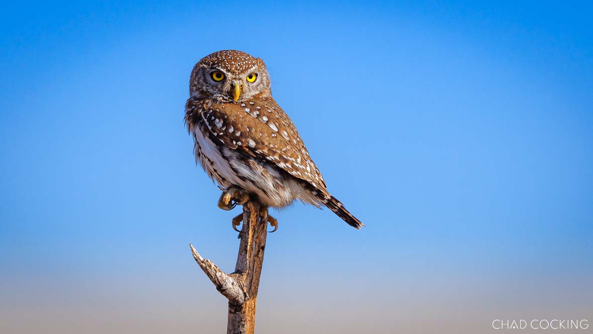 Pearl-spotted owlet perched on a branch against clear blue sky in Timbavati.