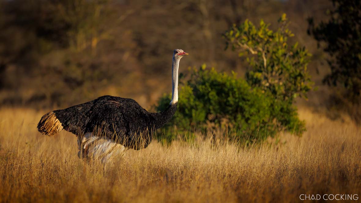 Male ostrich standing tall in golden grassland in Timbavati.