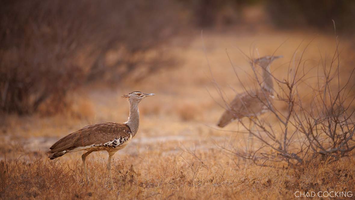Kori bustard walking through dry grassland in the Timbavati.