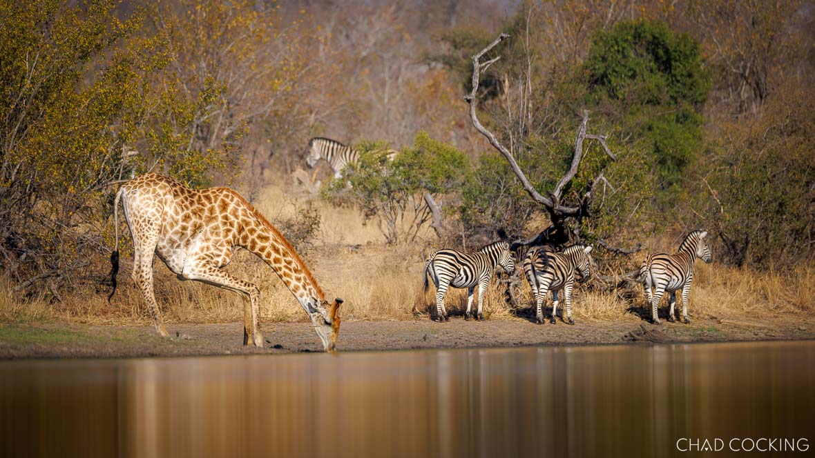 Giraffe bends to drink at a Timbavati waterhole with zebras standing nearby.