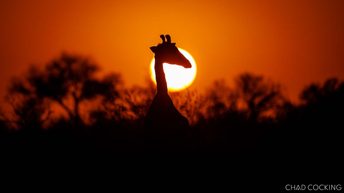 Giraffe silhouetted against the fiery orange Timbavati sunset.