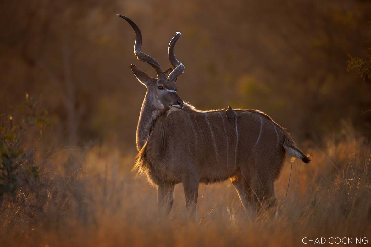 A kudu bull standing in golden winter light with an oxpecker perched on his back.