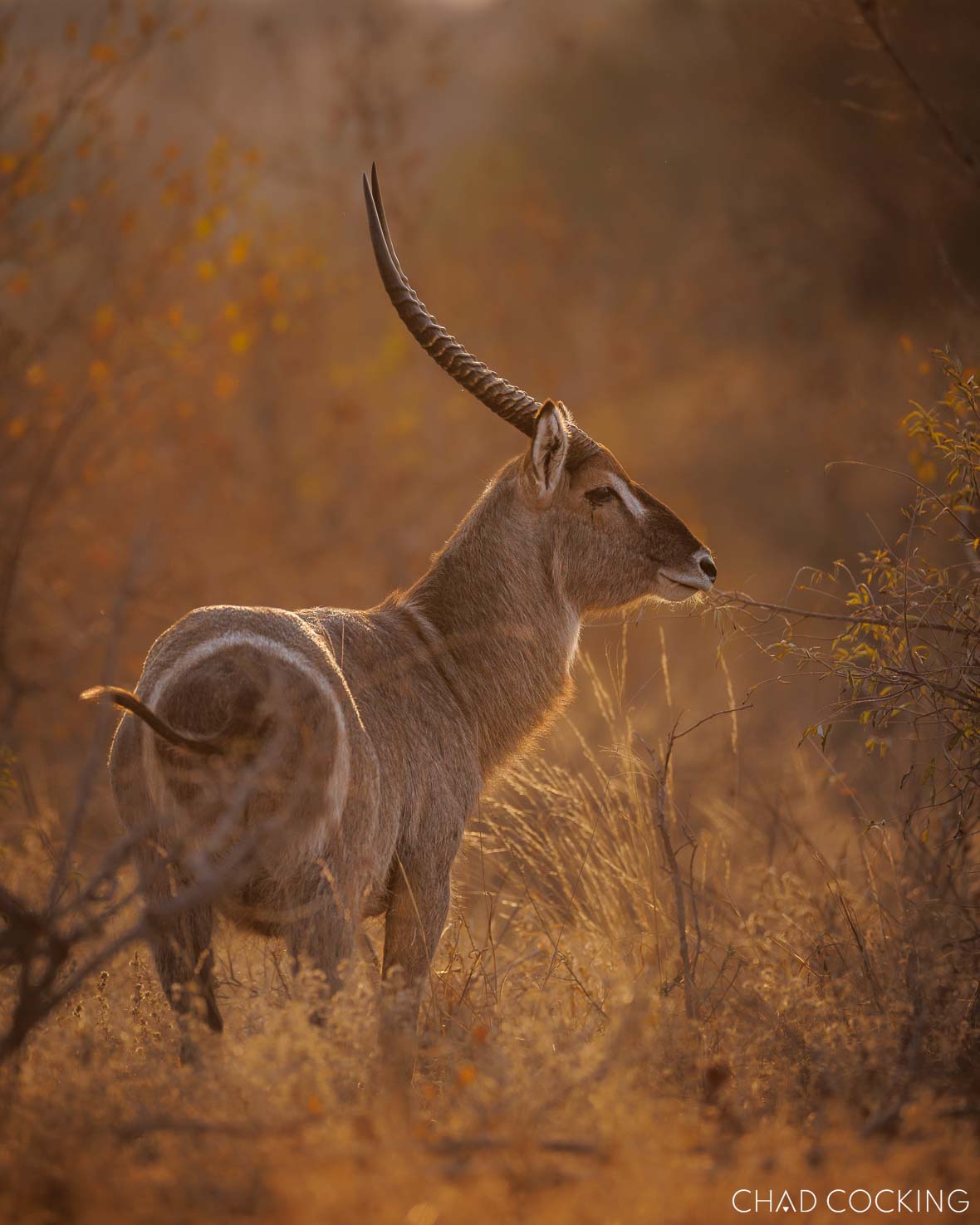 A waterbuck bull feeding in golden afternoon light.