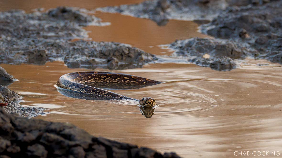 An African rock python swims through a muddy waterhole in golden afternoon light.