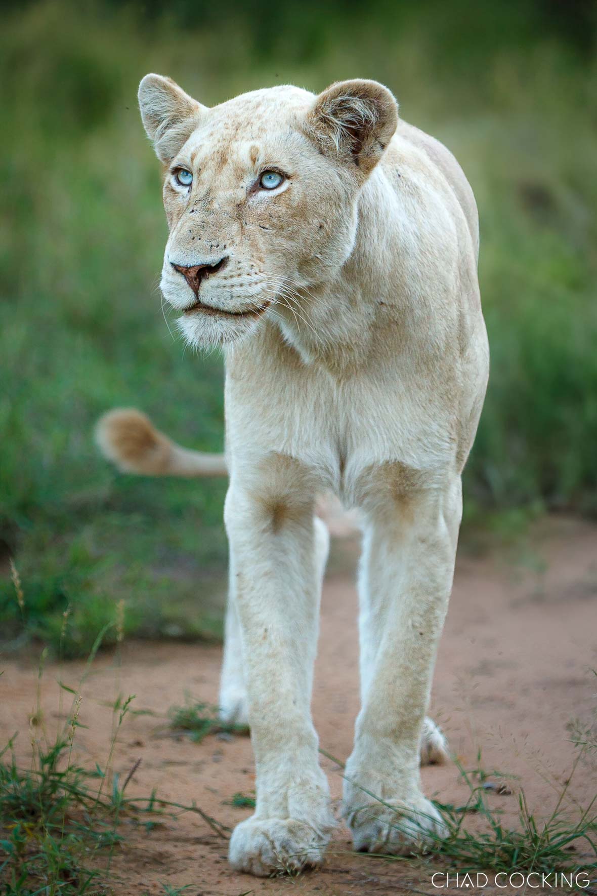 One of the two Xakubasa lionesses - the first white lions to survive to adulthood in almost decades.