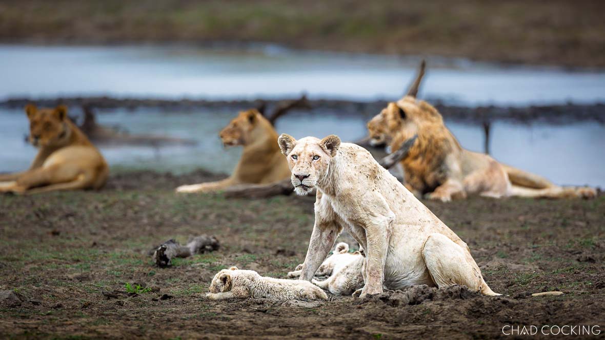White lioness nursing white and tawny cubs from the Giraffe Pride in 2014.