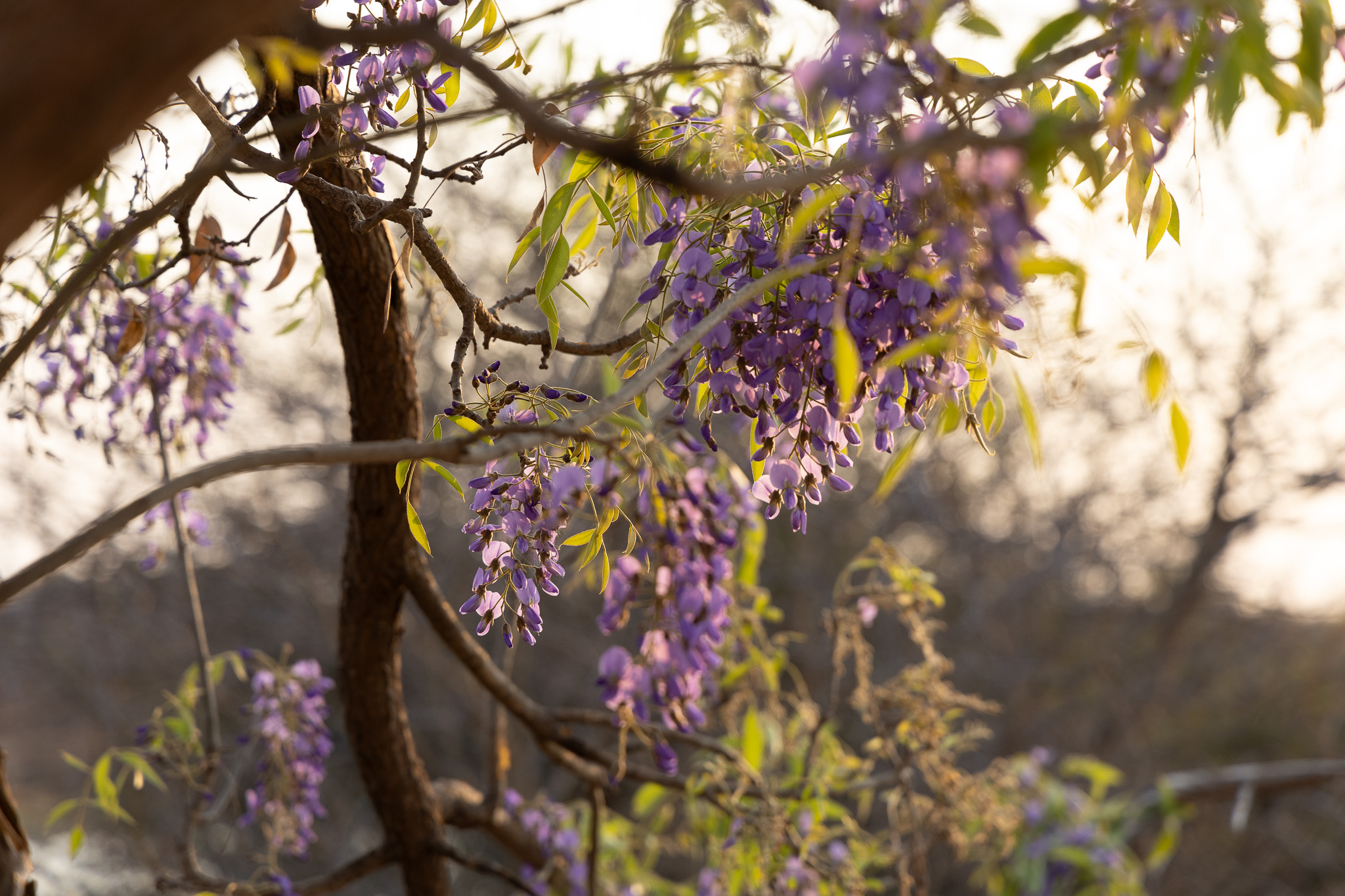 Purple wisteria flowers in bloom at Tanda Tula Safari Camp.