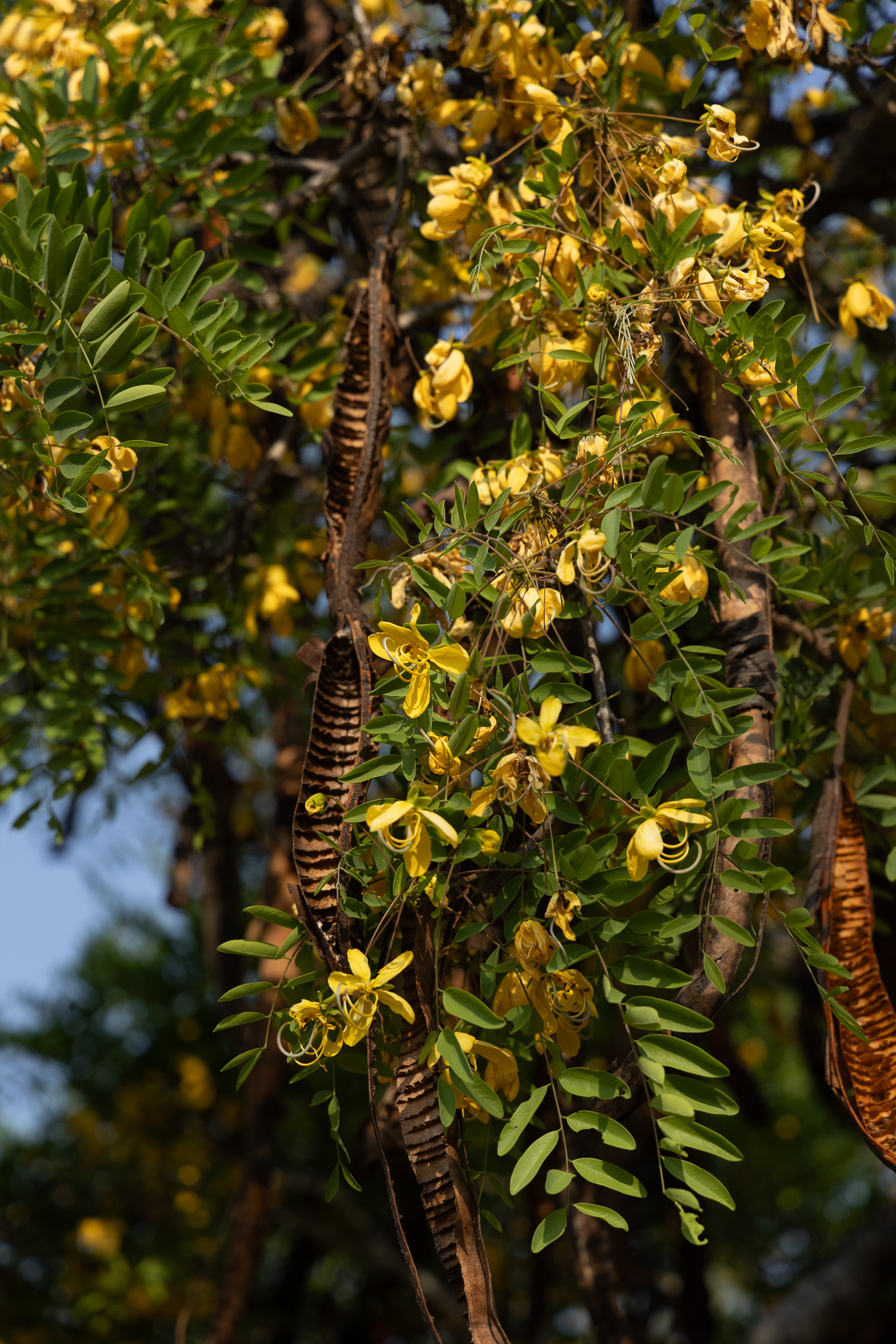 Yellow flowers of the shamrock pod tree flowering in the Timbavati.