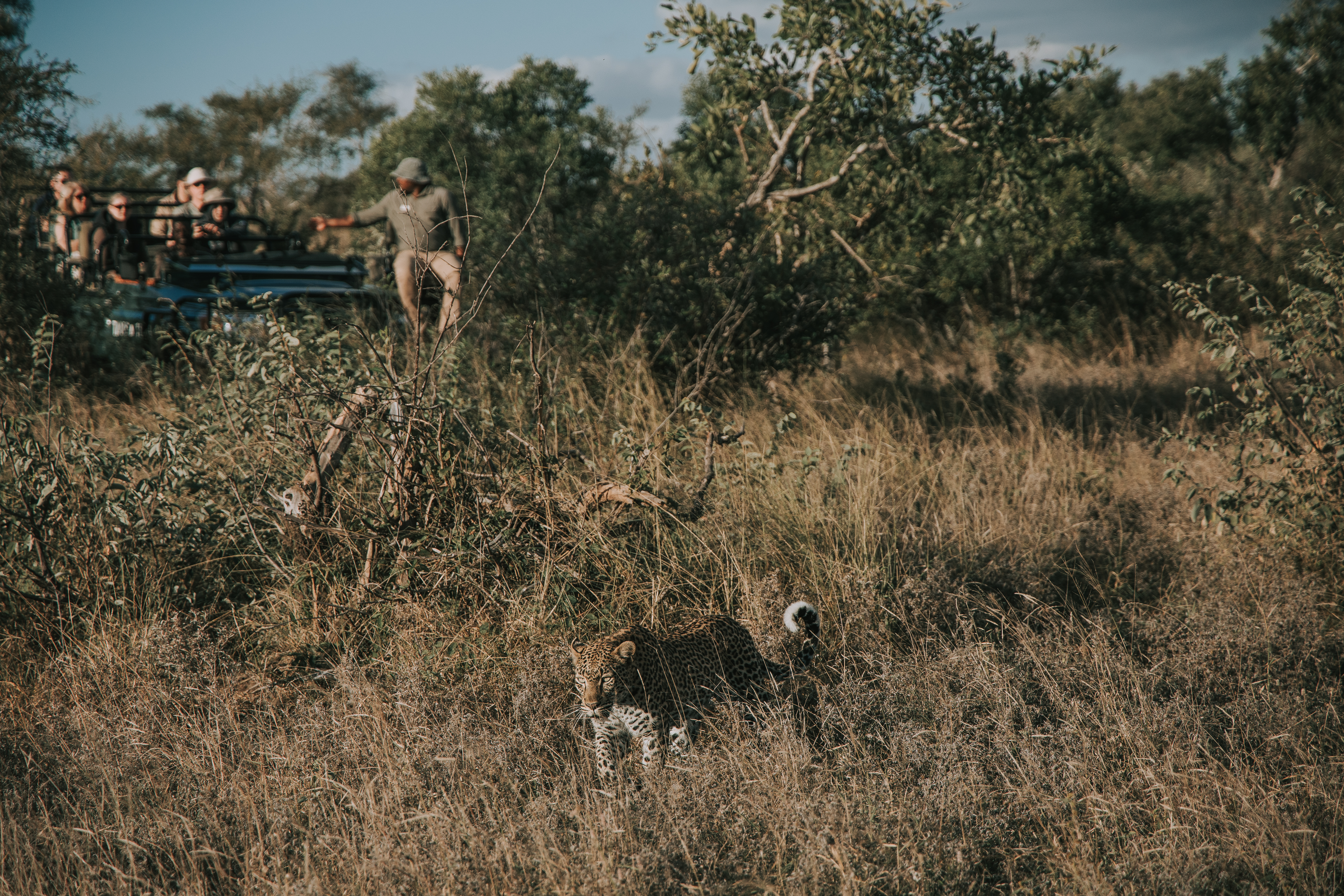 Tanda Tula vehicle observing leopard at a respectful distance in the Timbavati