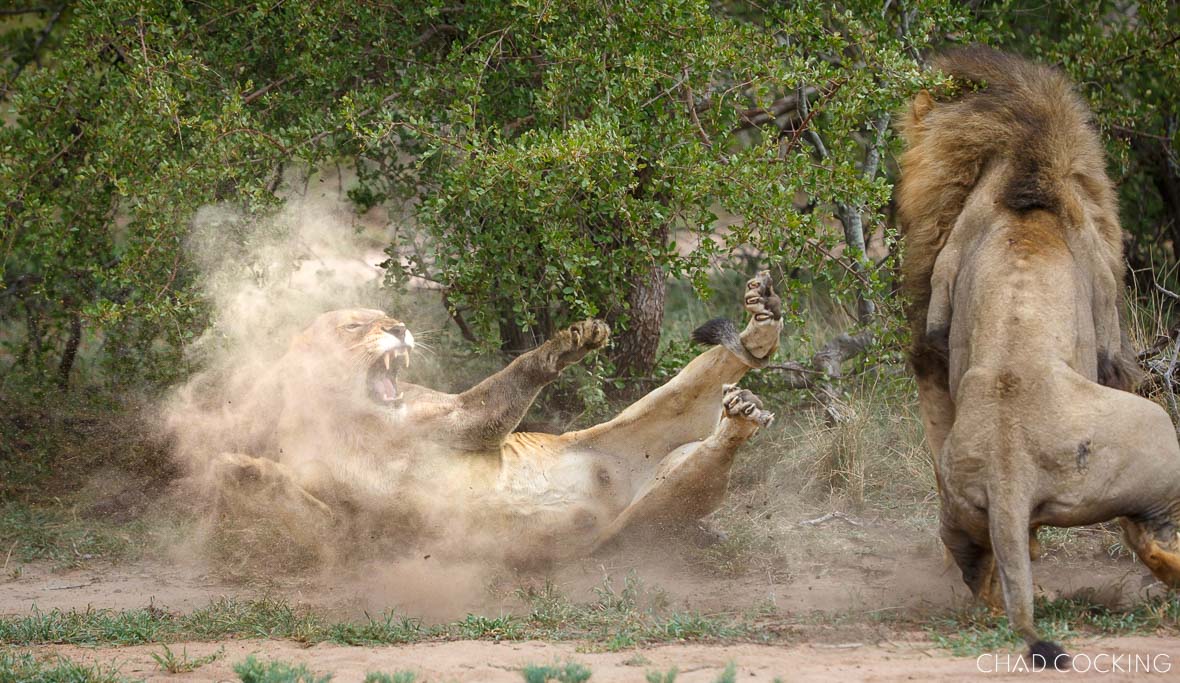 A lioness defends herself in a cloud of dust as a male lion approaches in the Timbavati.