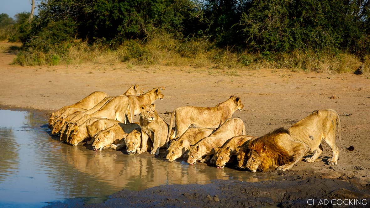 The Mayambula pride of lions gathered at a waterhole in the Greater Kruger, captured at sunrise.