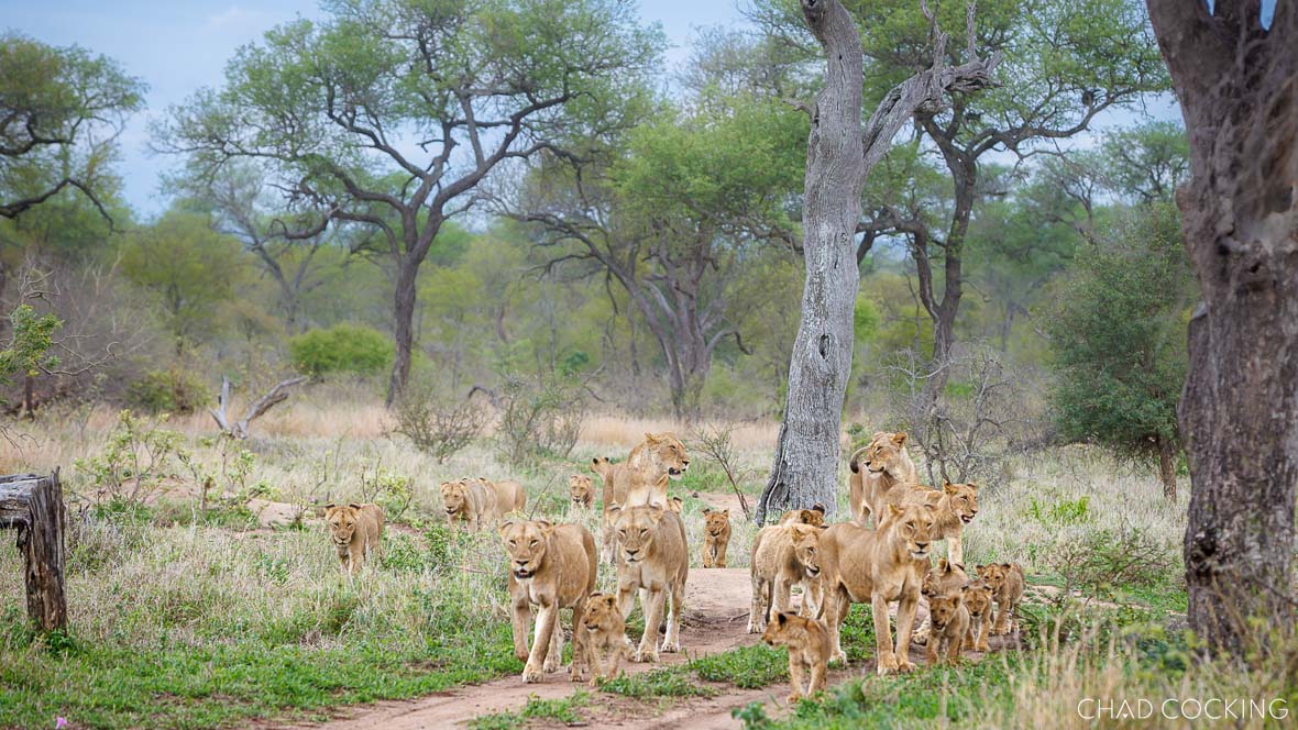 The Giraffe Pride on Patrol – Tanda Tula Safari
