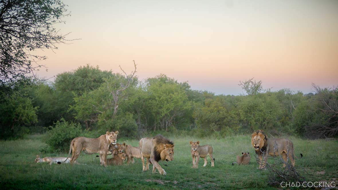 Vuyela male lions guarding and resting with the Sark Breakaway Pride in the Timbavati during a calm January morning.