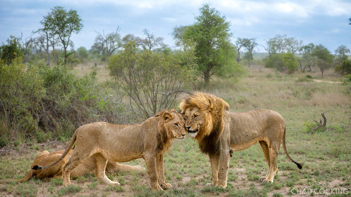 A dominant Vuyela male lion greets one of his sons in the Timbavati bushveld, captured in November 2023.