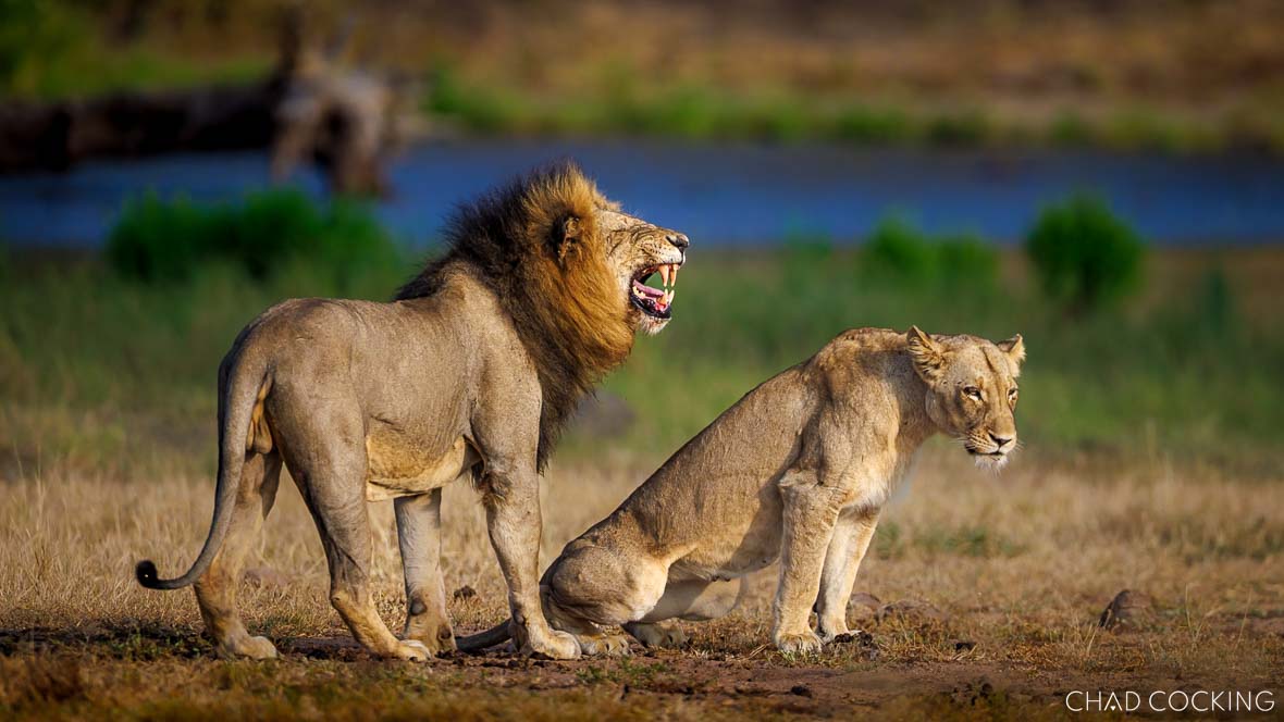 A Vuyela male lion and a River Pride female mating near a waterhole in the Timbavati.