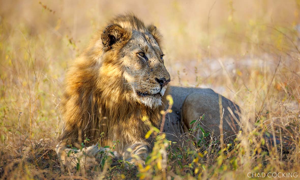 The Nkombo male lion resting in golden grass in the Timbavati.