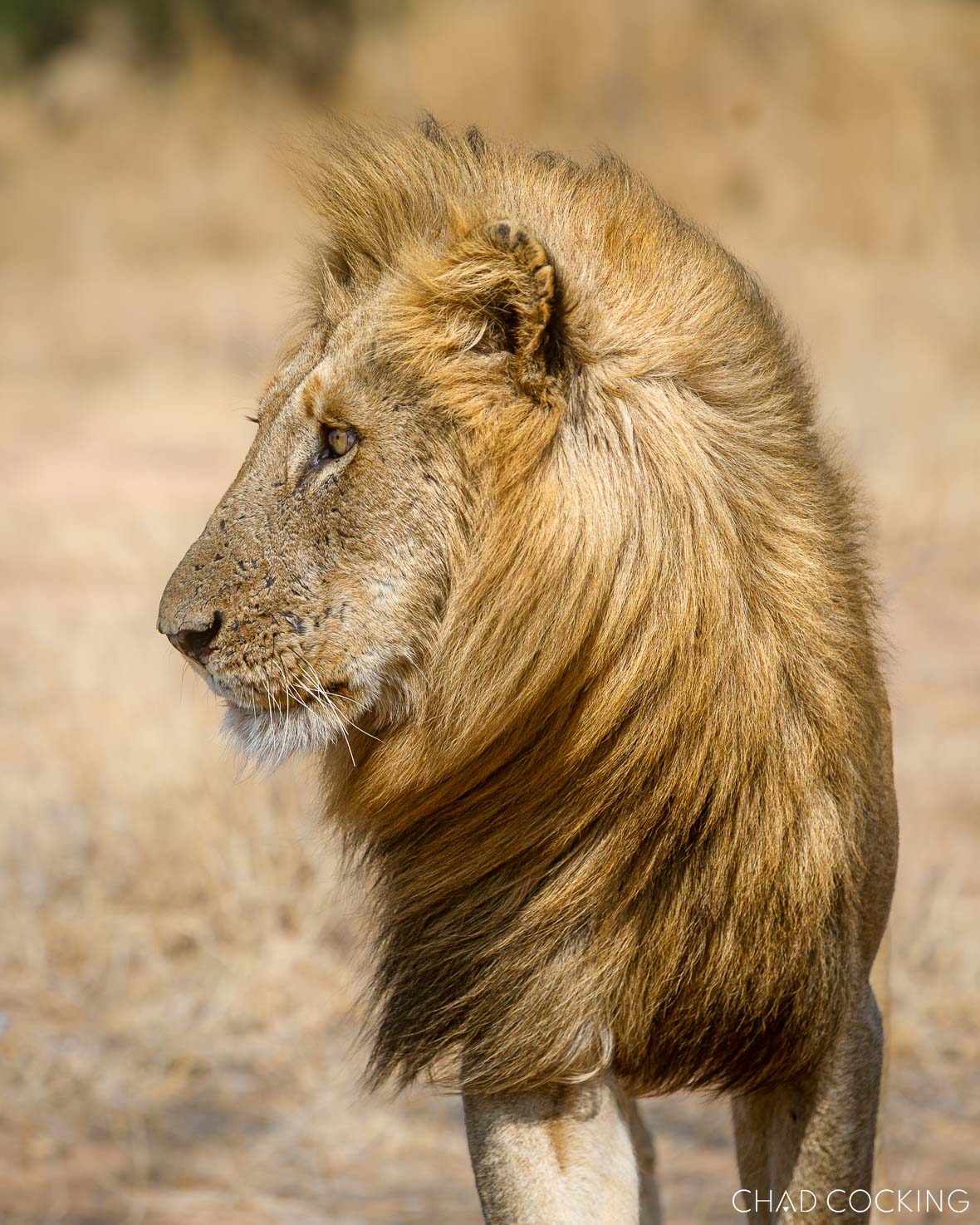 Close-up side profile of the Nkombo male lion standing alert in the Timbavati.