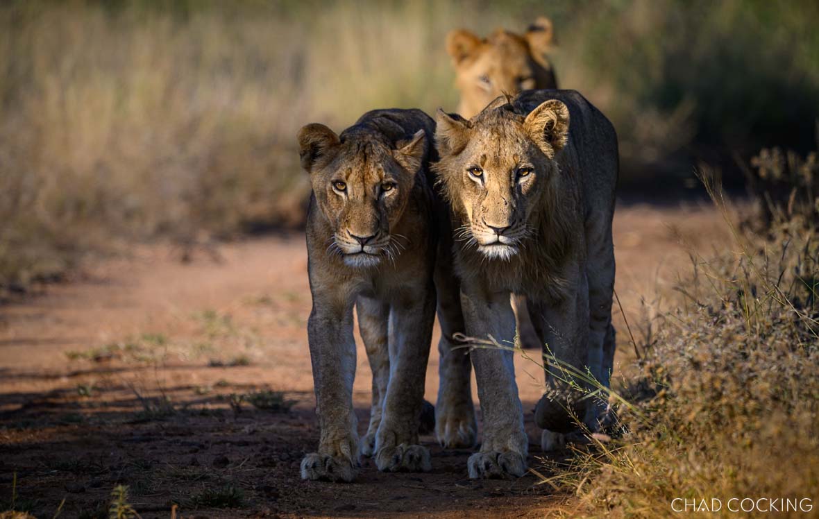 Three young River Pride lions walking together along a sandy Timbavati track in golden morning light.