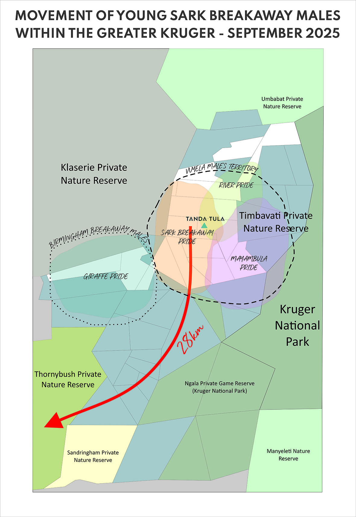 Map showing the movement of young Sark Breakaway males from Tanda Tula’s Timbavati region into Thornybush following the arrival of the Nkombo males in September 2025.