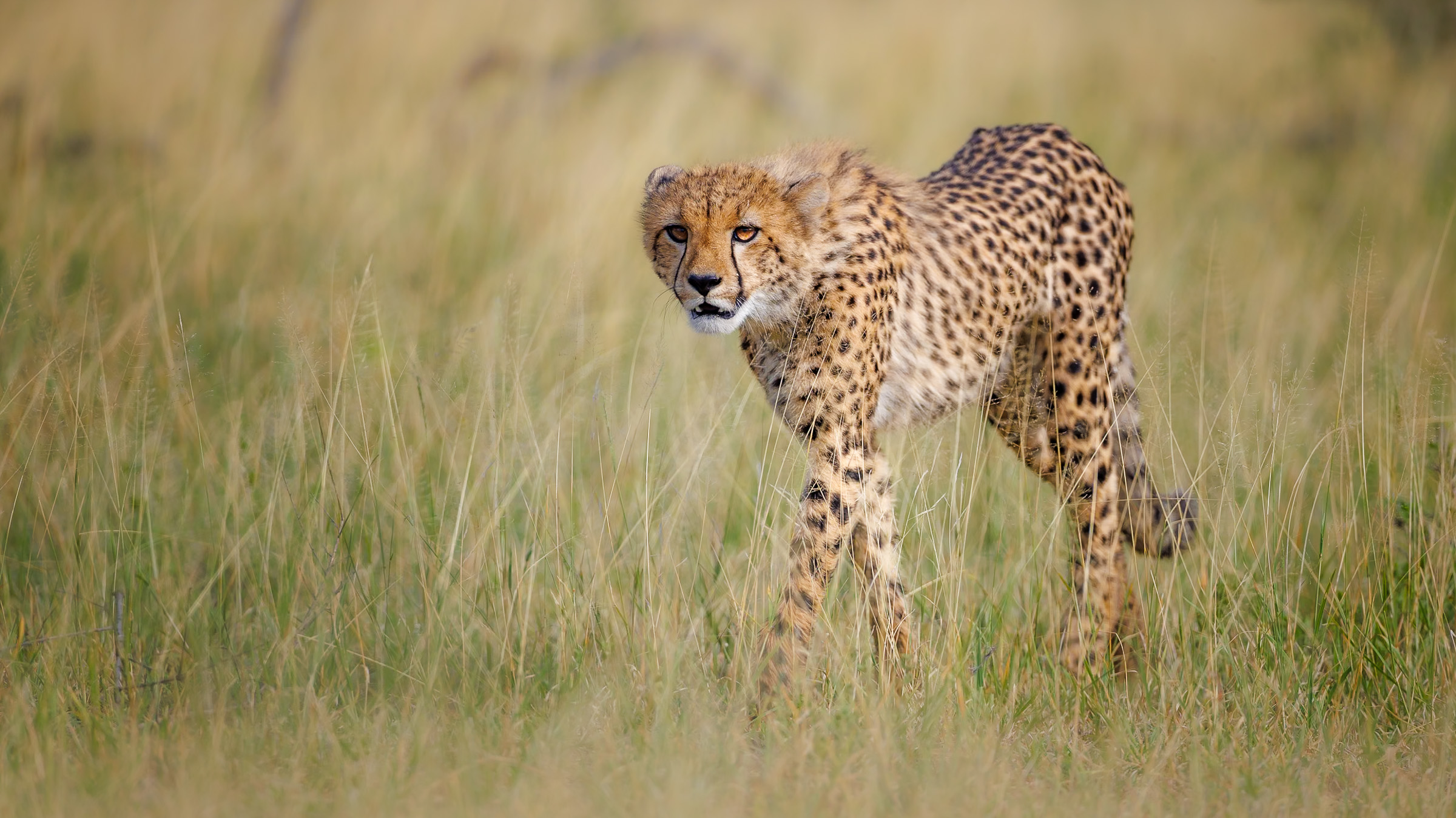Safari vehicle keeping a safe distance from wildlife