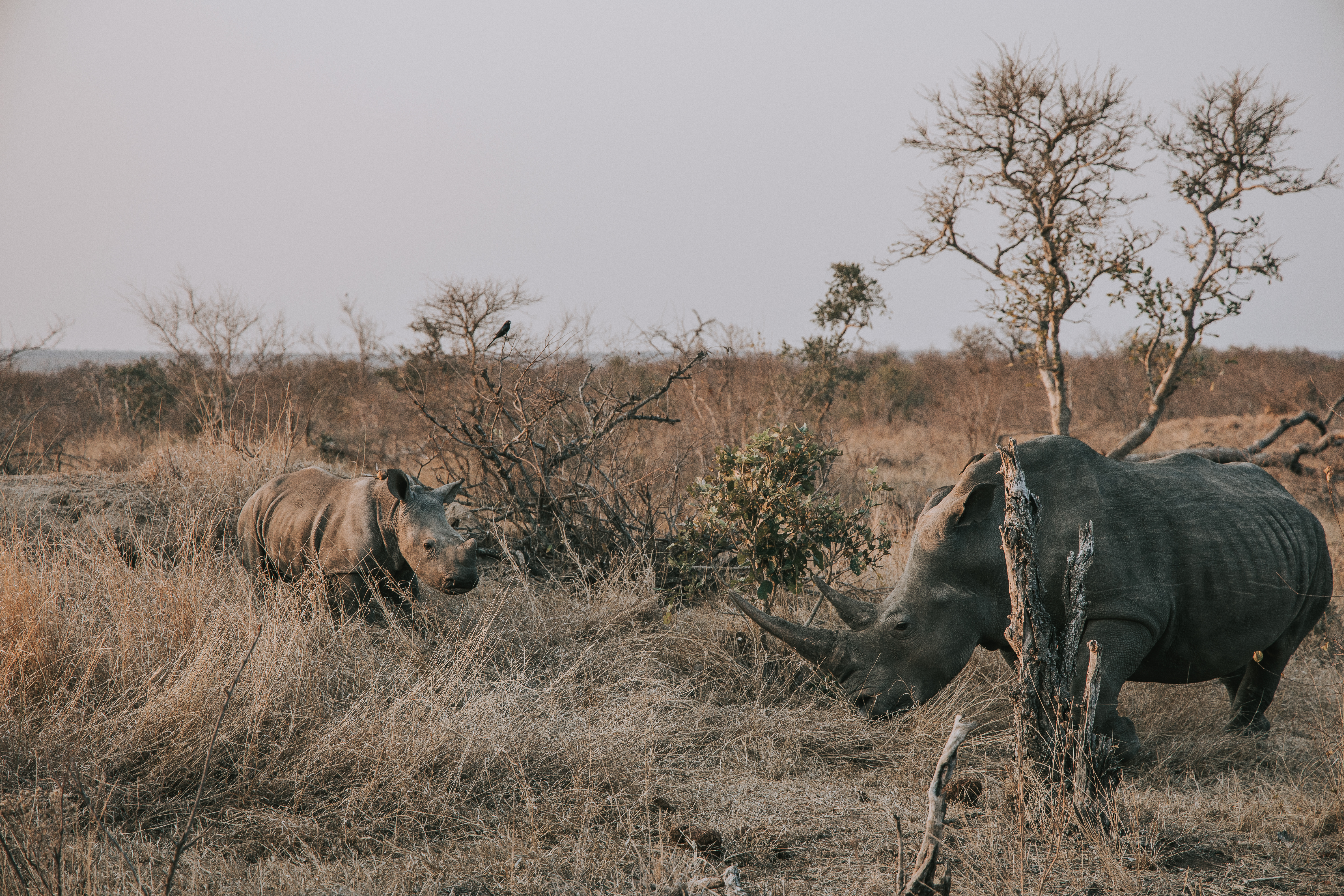 Ethical tourism guiding the future of safaris