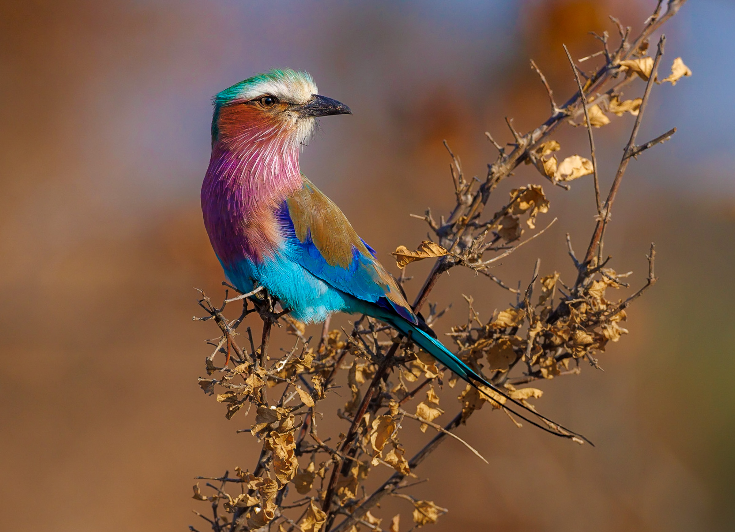 Small wildlife in the Timbavati showing the value of every species