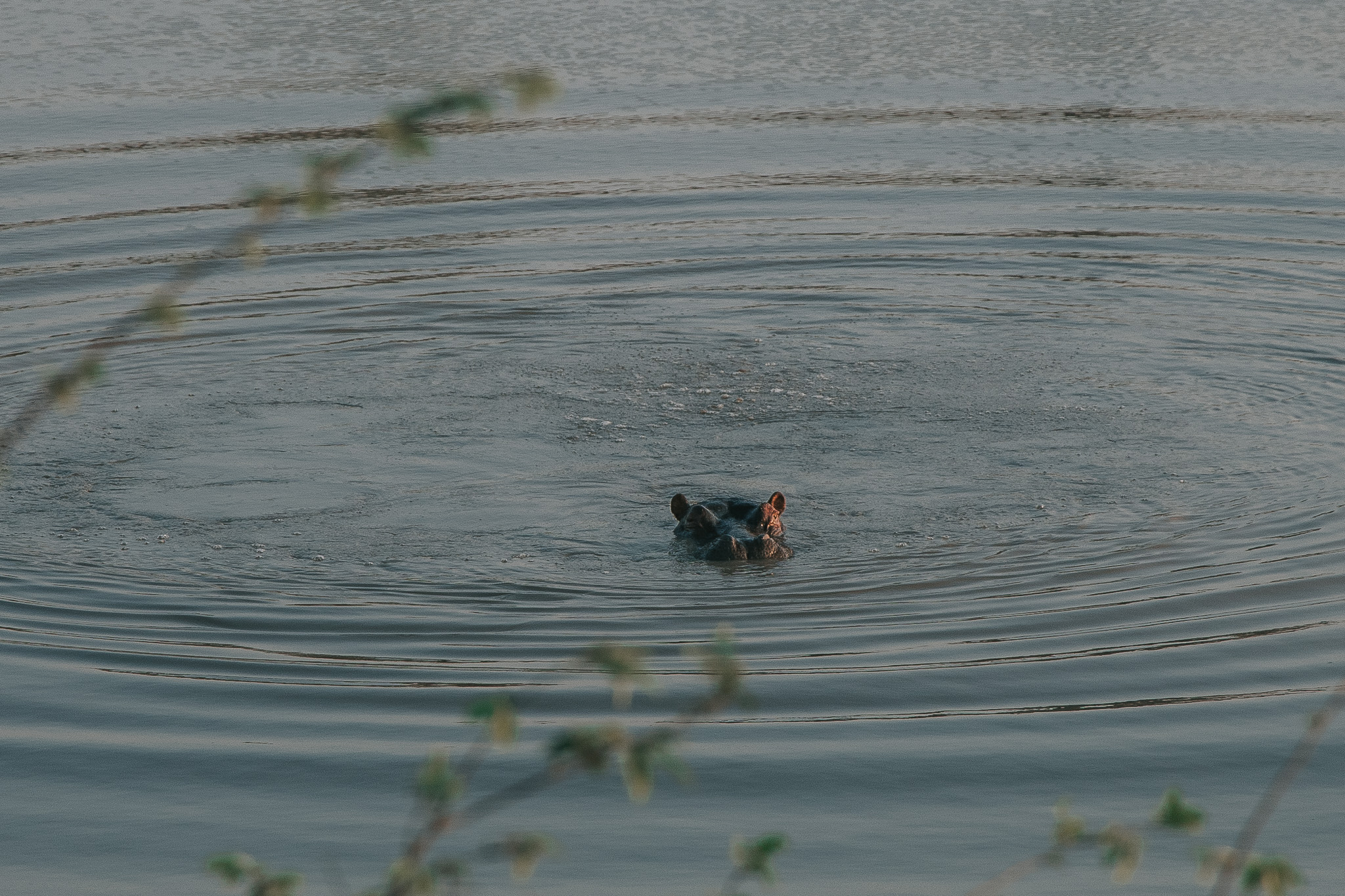 Wildlife in the Timbavati wilderness at Tanda Tula