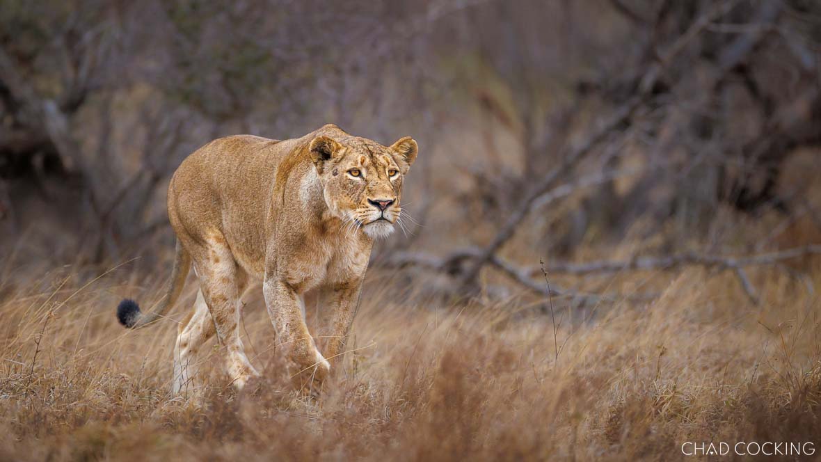 A lioness walks through dry Timbavati grassland, focused and alert.