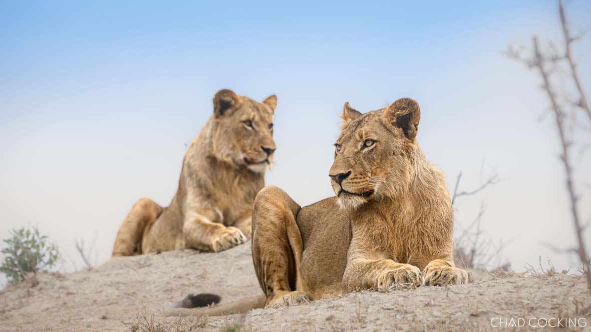 Two young Sark Breakaway male lions resting on a sandy mound, one looking ahead while the other watches from behind.