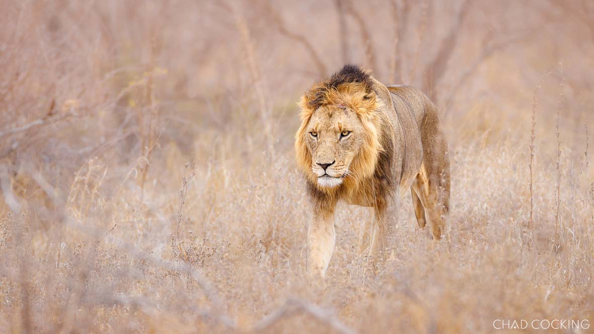 A male lion walks through dry grassland with focused intent in the Timbavati.
