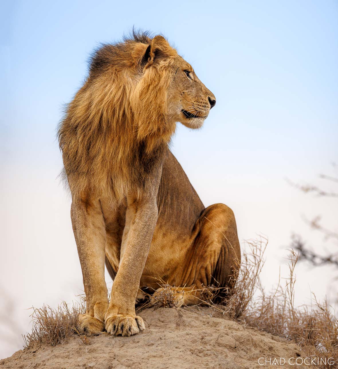 A young male lion sits upright on a sandy mound, looking off into the distance.