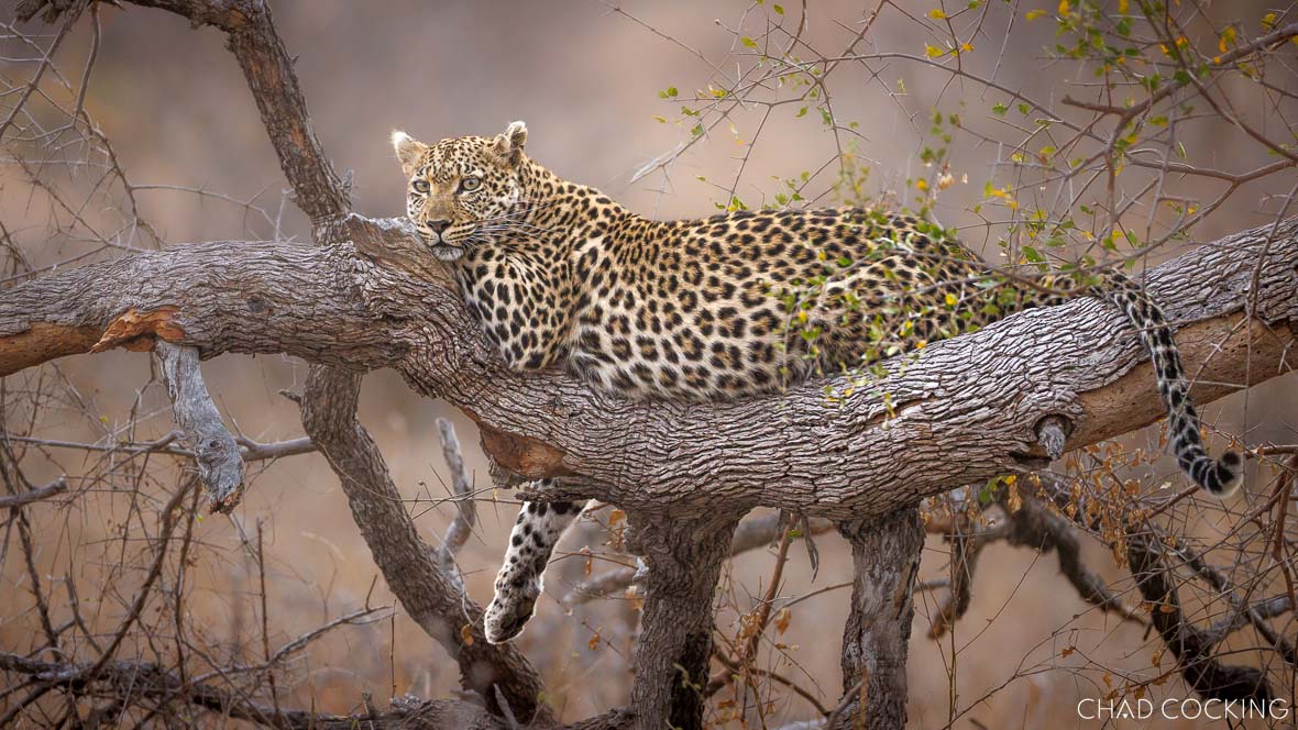 A leopard lies along a large tree branch, relaxed but alert, surrounded by sparse foliage.