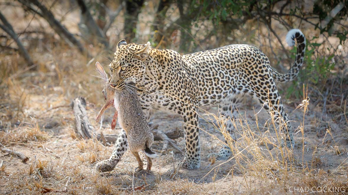 A leopard carries a freshly caught scrub hare in her mouth as she walks through dry grass.