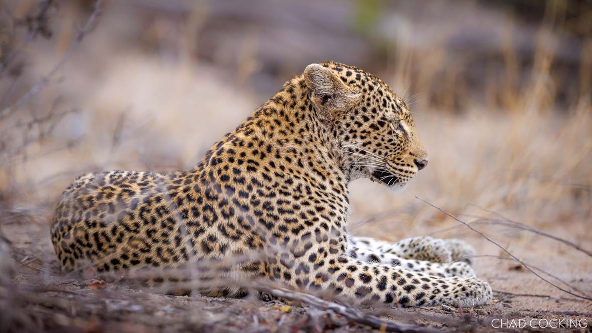 A leopard rests on the ground in dry grassland, lying alert with her head raised.