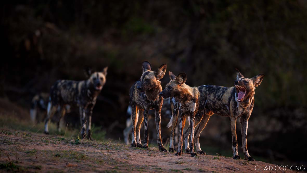 A group of African wild dogs stands together on a riverbank at sunset, some interacting while others look outward.