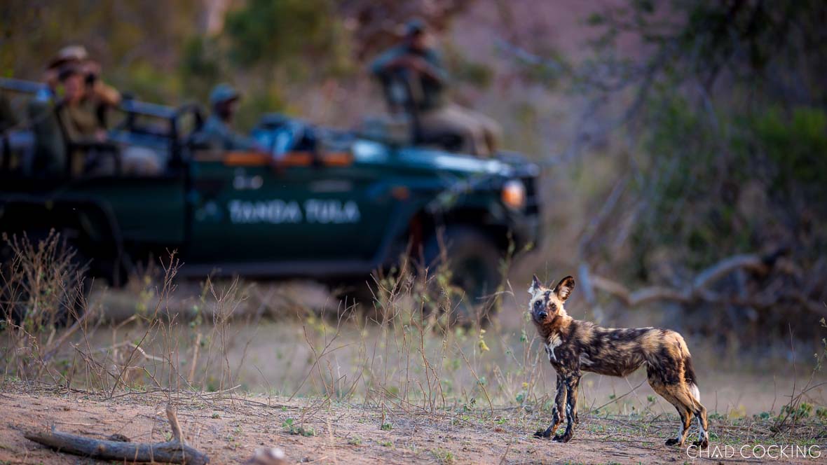 An African wild dog stands alert in the foreground while a Tanda Tula safari vehicle with guests is visible in soft focus behind it.