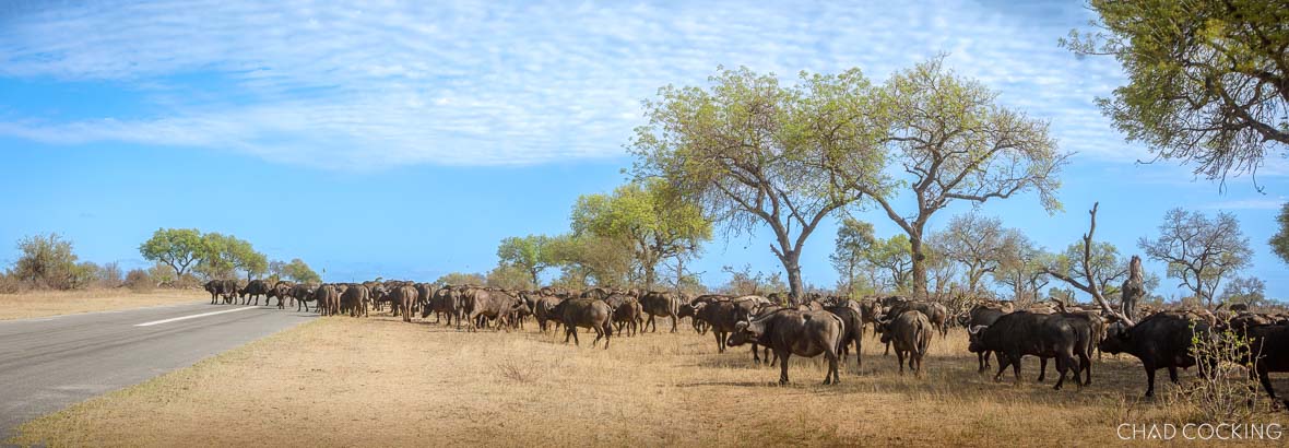 A large herd of buffalo moves across an open area near an airstrip, spreading out beneath scattered trees.
