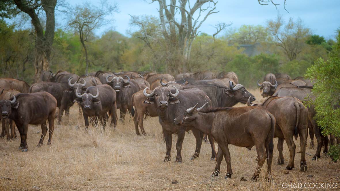 A dense herd of buffalo stands together in the woodland, several individuals looking directly toward the camera.