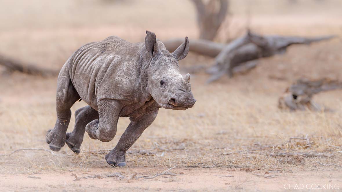 A young rhino calf runs across dry ground, ears perked and legs lifted mid-stride.