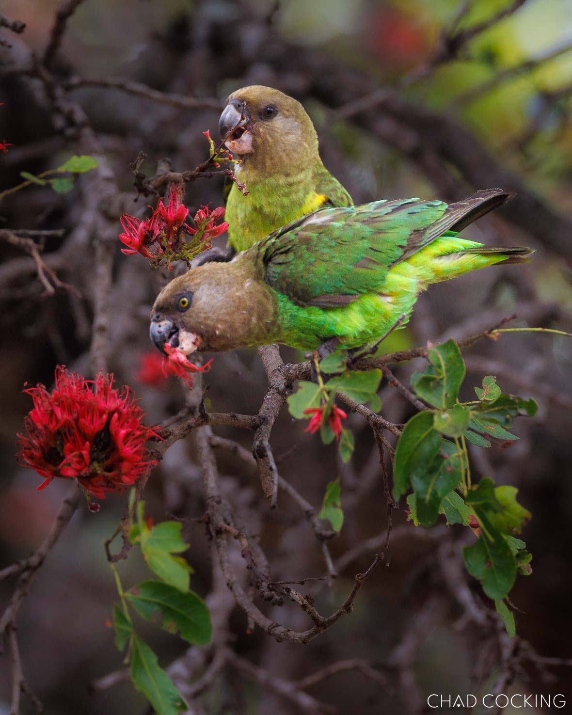 Two brown-headed parrots feed on bright red flowers in a tree, their green feathers contrasting with the blooms.