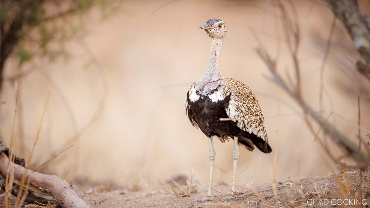 A male white-bellied bustard stands upright on sandy ground, its patterned plumage catching the light.