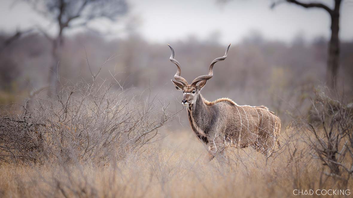 A male kudu with impressive spiral horns stands alert among dry woodland bushes.
