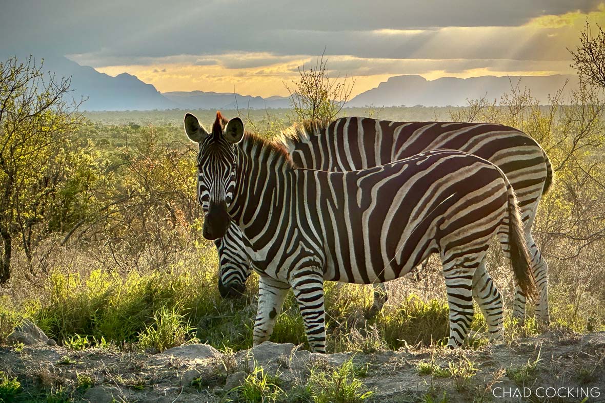 Two zebras standing side by side in soft afternoon light at Tanda Tula.