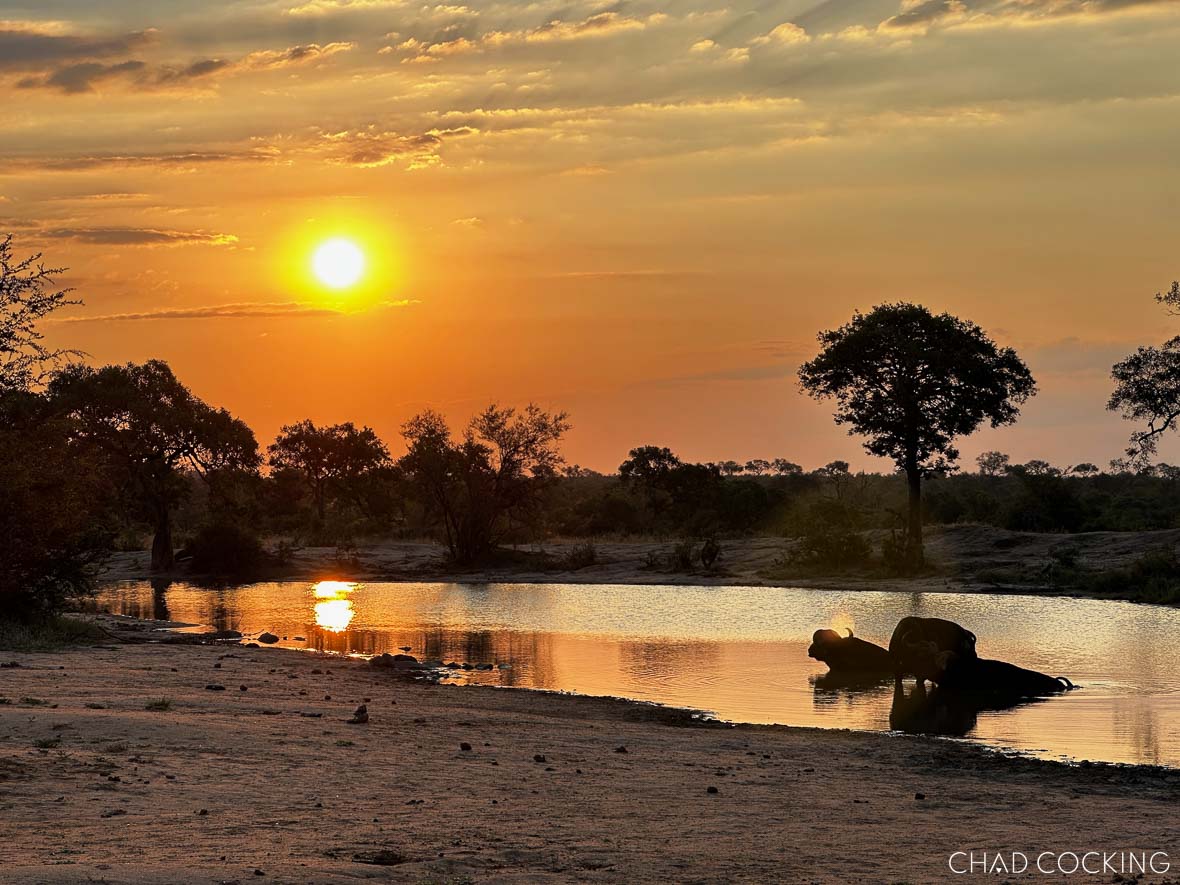 Buffalo resting in a waterhole at sunset in the Timbavati.