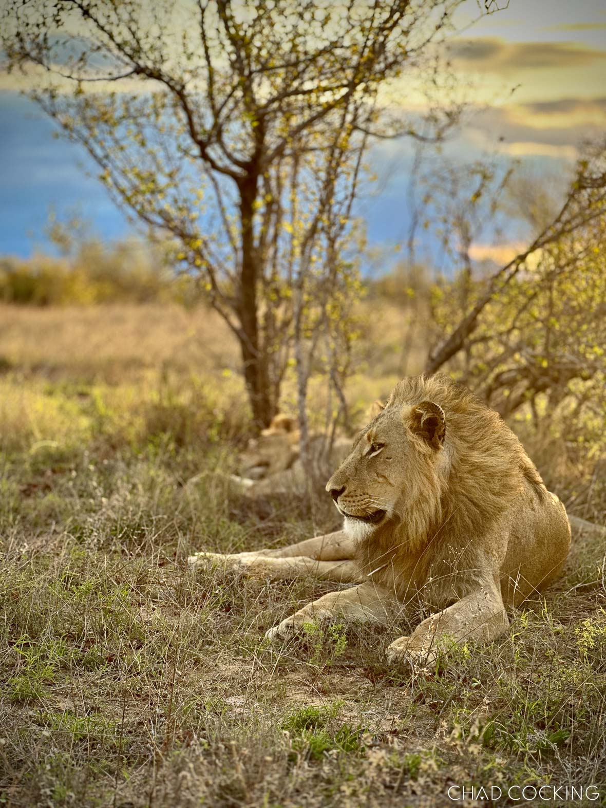 Wild dog positioned on the right side of the frame, looking into open negative space.